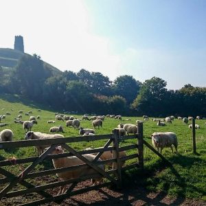 Wells, Glastonbury and the Cheddar Gorge, September 2015