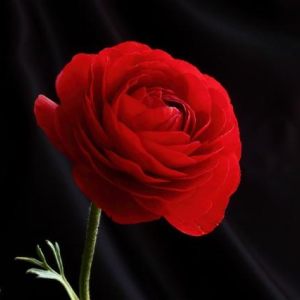 Flowers up close