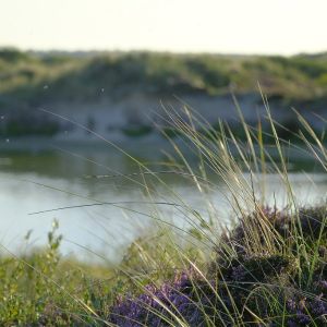 terschelling, thuiskomen op een eiland