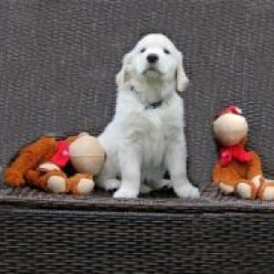 Cindy J-Welpen