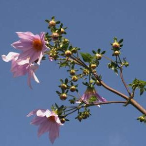  Flowers  of Western Australia