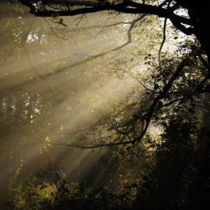 in the Shadow, in the Light
