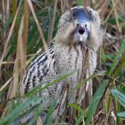Eurasian Bittern (Roerdomp)