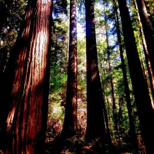 California - and its art.
