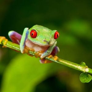 Amphibian and Reptile