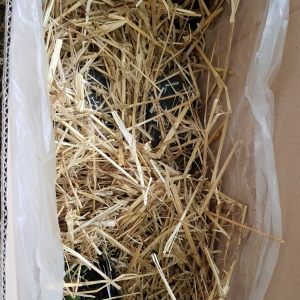 Pflanzenbestellungen