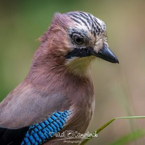 Eurasian Jay