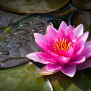 Water Lilies