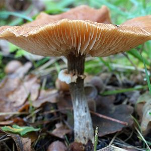 Mushrooms