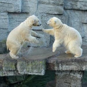 Eisbärenkinder Arktos & Nanuq