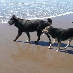 DOG’S DAY AT THE BEACH