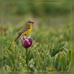 Birds of Texel - Summer 2013