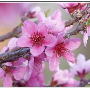 Effluves printaniers   A smell of springtime