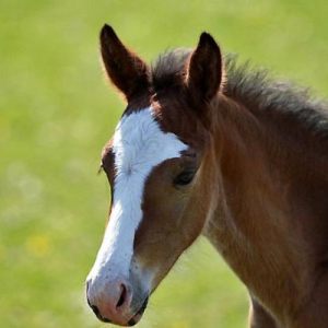 Horses :)