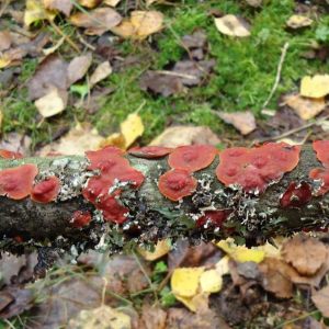 Paddenstoelen - Mushrooms - Finland