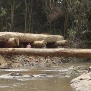 Tropical bridge structure