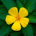 Tropical flowers 3