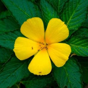 Tropical flowers 3