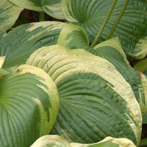 The Turning of the Hosta Leaves