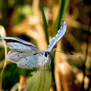 Motylarnia - Lepidoptera