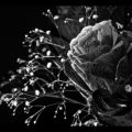 Black and white flower