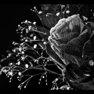 Black and white flower