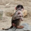 Dierenpark Emmen