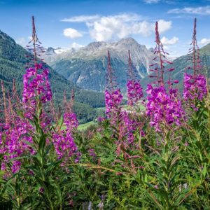 Alpine Summer Joy