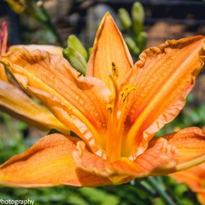 Flora