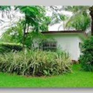 Tropical garden