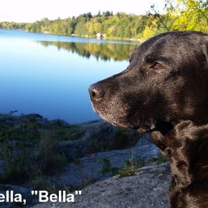 Bella R.I.P. 2004-10-23 - 2015-10-07