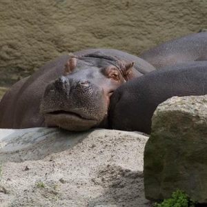 Dierenpark Emmen