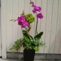 Orchids and Plants