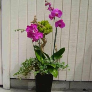 Orchids and Plants