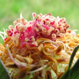 flower guts