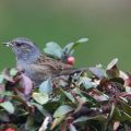 Vogels Rond om Huis