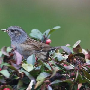Vogels Rond om Huis