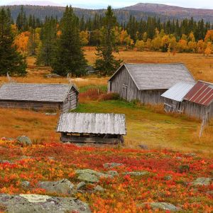 Scandinavian colorful nature