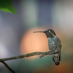 Birds And Bees - July 2021
