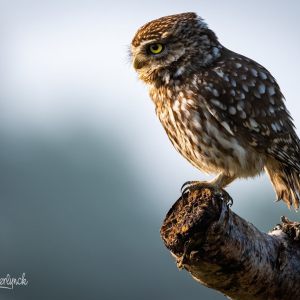 Summer Owls