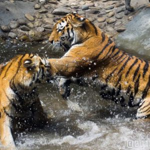 Tiger (Embed)