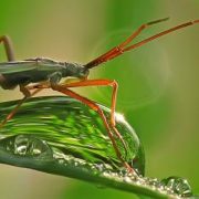 little creatures
