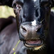 Love cows !!!
