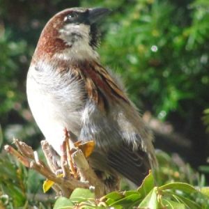 sparrow