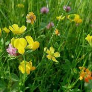 Trentino Fiori 1