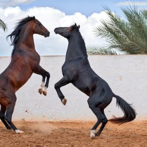 Djerban Stallions