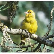 Oiseaux, un coup de  jeunes