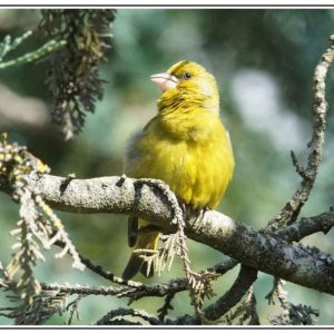 Oiseaux, un coup de  jeunes