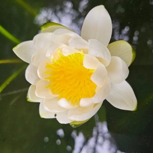 Tolle Blumen