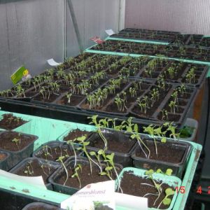 From seed to flower, fruit and vegetable